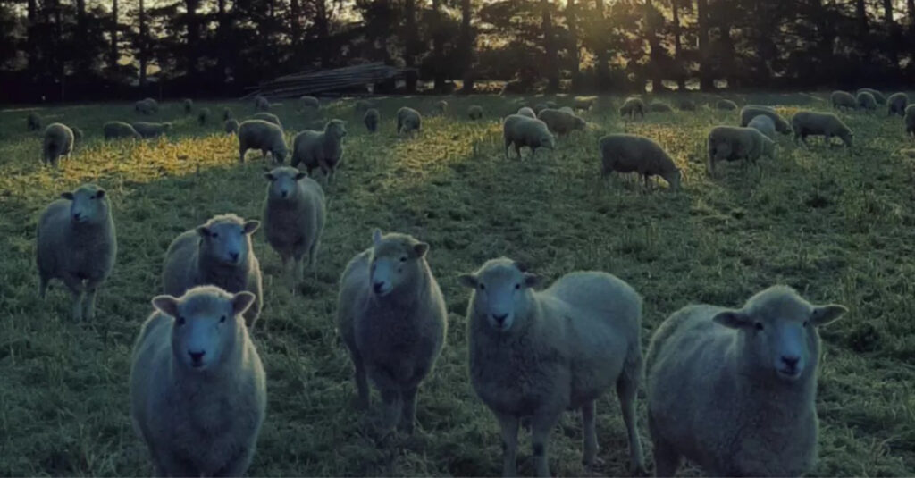 Sheep at Kōwhai Park Solar Farm in Ōtautahi Christchurch